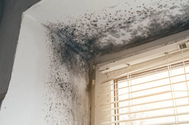 Affordable Mold Remediation solutions in Jamestown, TN